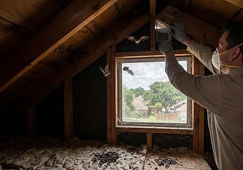 Bats in Your Attic in Houston? Safe Removal Options
