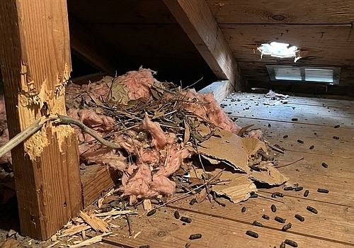 Signs of a Squirrel Infestation in Your Houston Attic