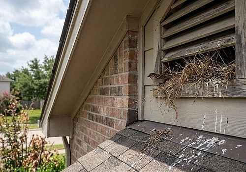 What to Do if Birds are Nesting in Your Houston Home
