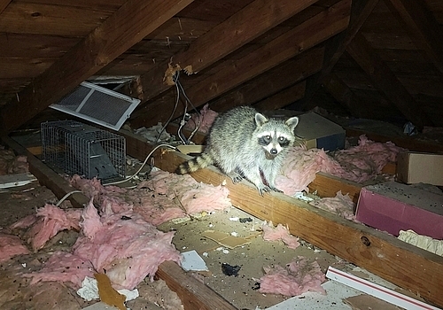 Inside attic spaces, CritterProof carries out attic wildlife removal for raccoons in Houston, Texas.