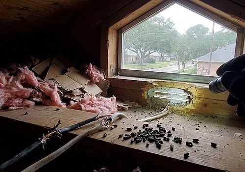 Do You Have Rats in Your Houston Attic?