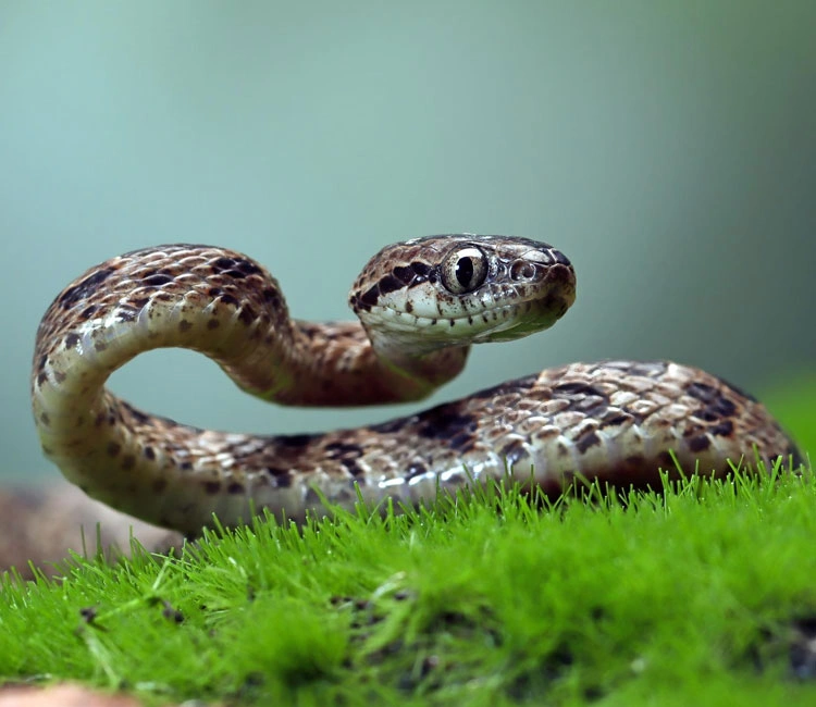 Why I Started CritterProof