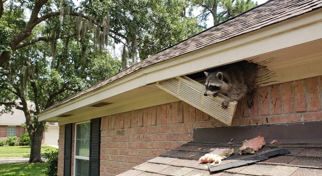 Wildlife entering attic in Houston and how to stop it