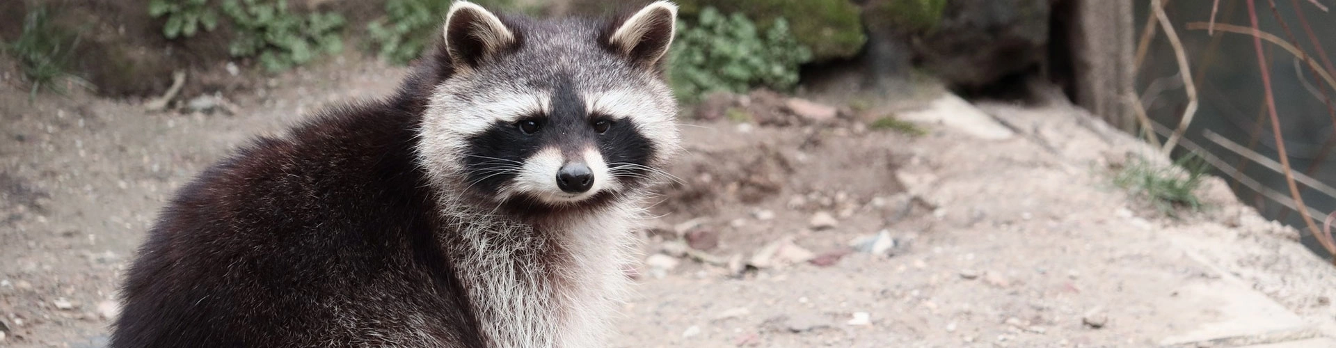 Raccoon Removal in Houston