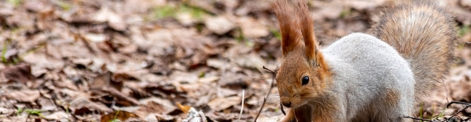 Accessibility Statement