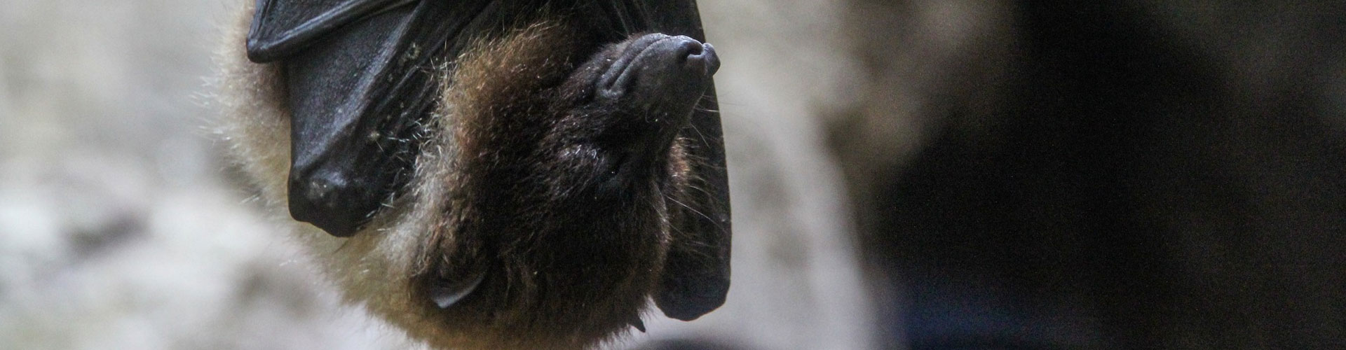 Wildlife Removal Tips & Info | Houston