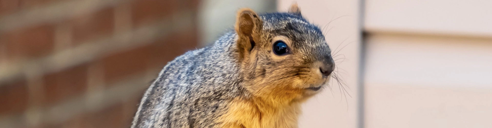 Wildlife Removal in Houston