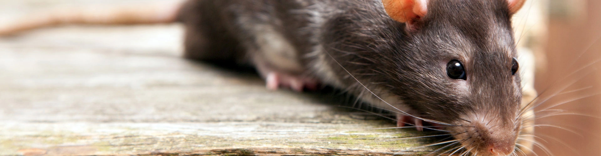 Rat & Rodent Removal for Homes Across Houston