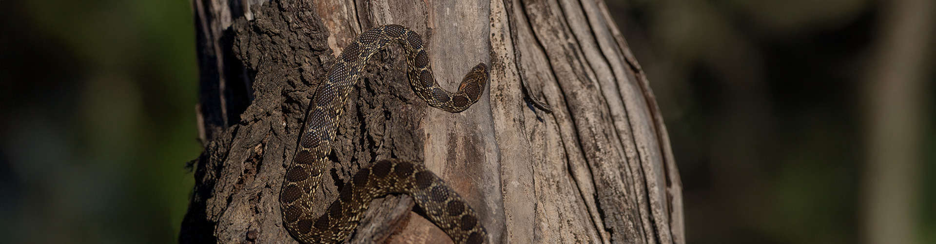 Snake Removal Services Across Houston